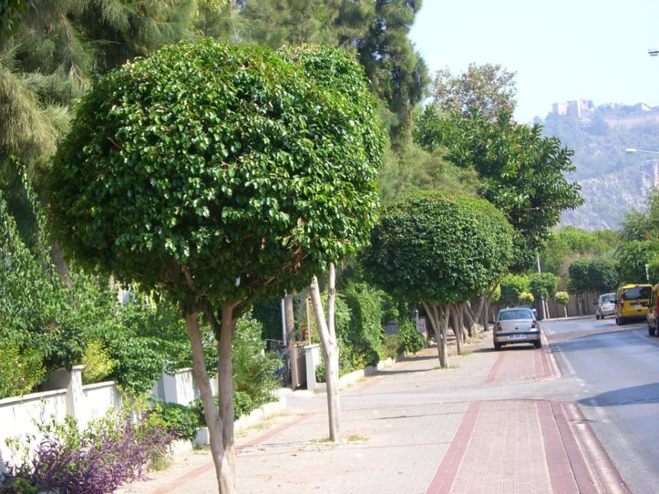 Dalamatas Strasse Gardenia Hotel