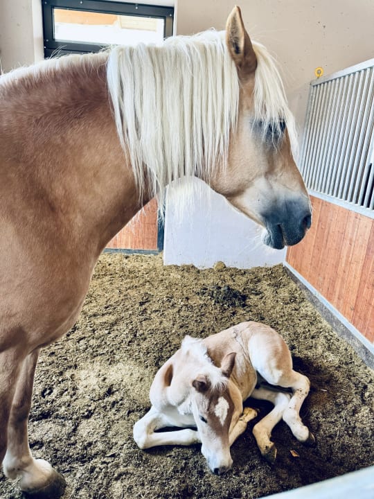 Sport & Freizeit Ellmauhof - das Generationenresort