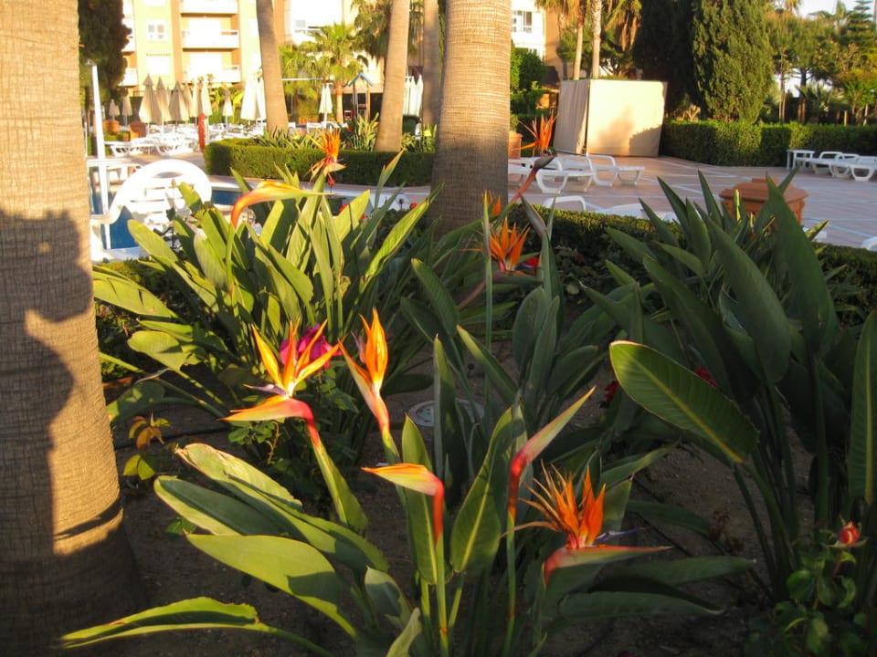 Wunderschöne Strelizien Iberostar Waves Málaga Playa
