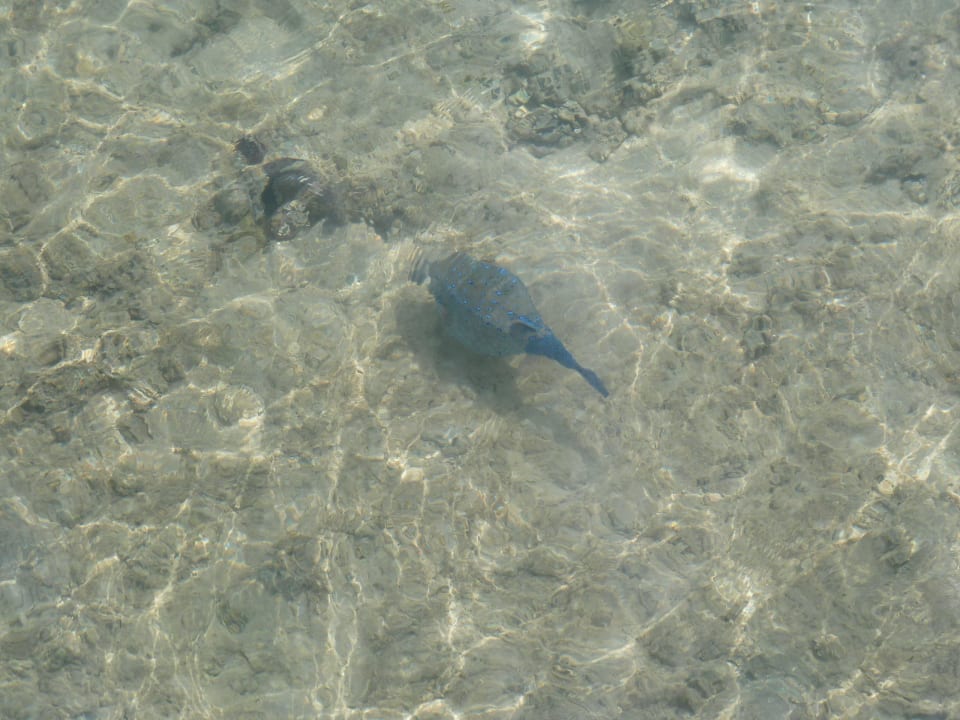 Blauer Fisch vom Steg aus fotografiert Stella Beach Resort & Spa Makadi Bay