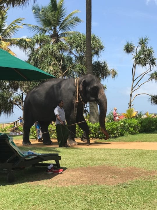 Pool Royal Palms Beach Hotel
