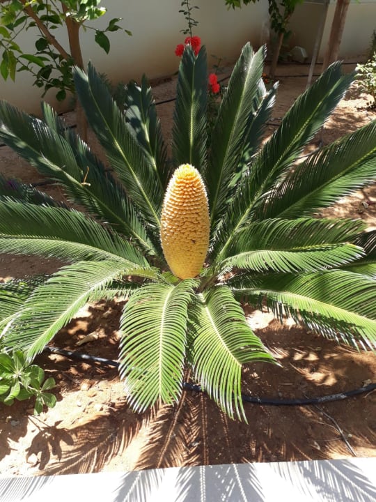 Gartenanlage Vantaris Luxury Beach Resort