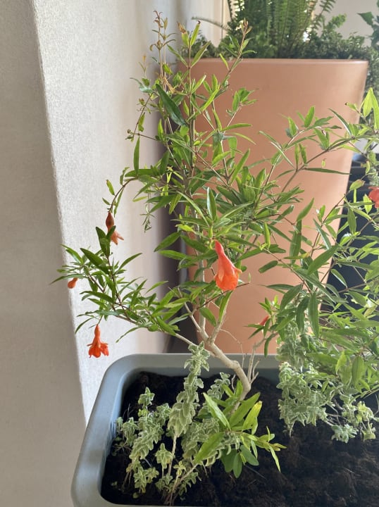 Sonstiges Anissa Beach & Village