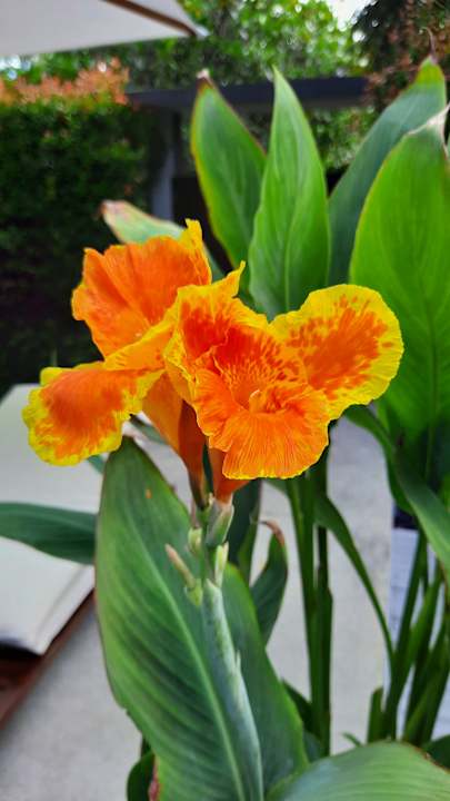 Zimmer Santiburi Koh Samui