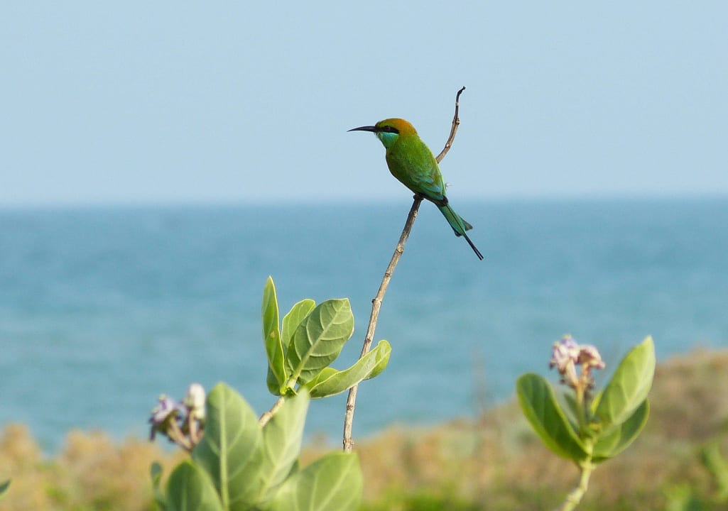 Bienenfresser Hotel Coral Bay