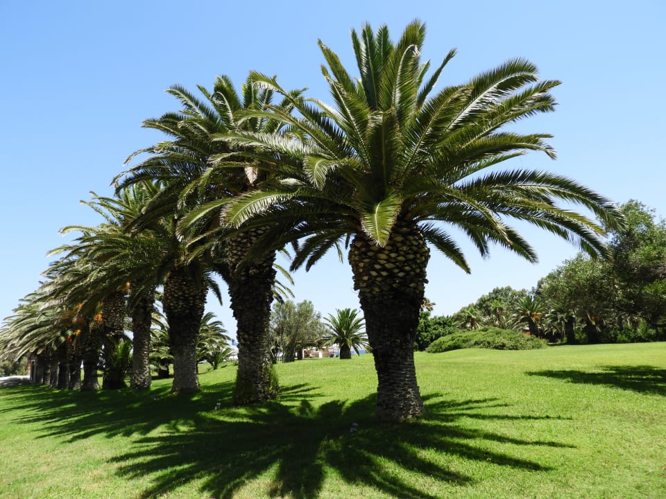 Gartenanlage Caravia Beach Hotel
