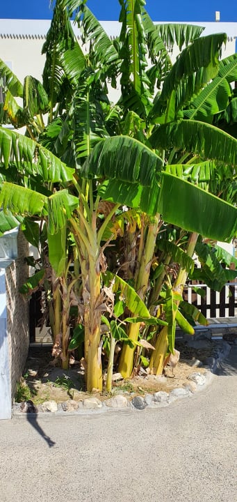 Gartenanlage Grand Blue Beach Hotel