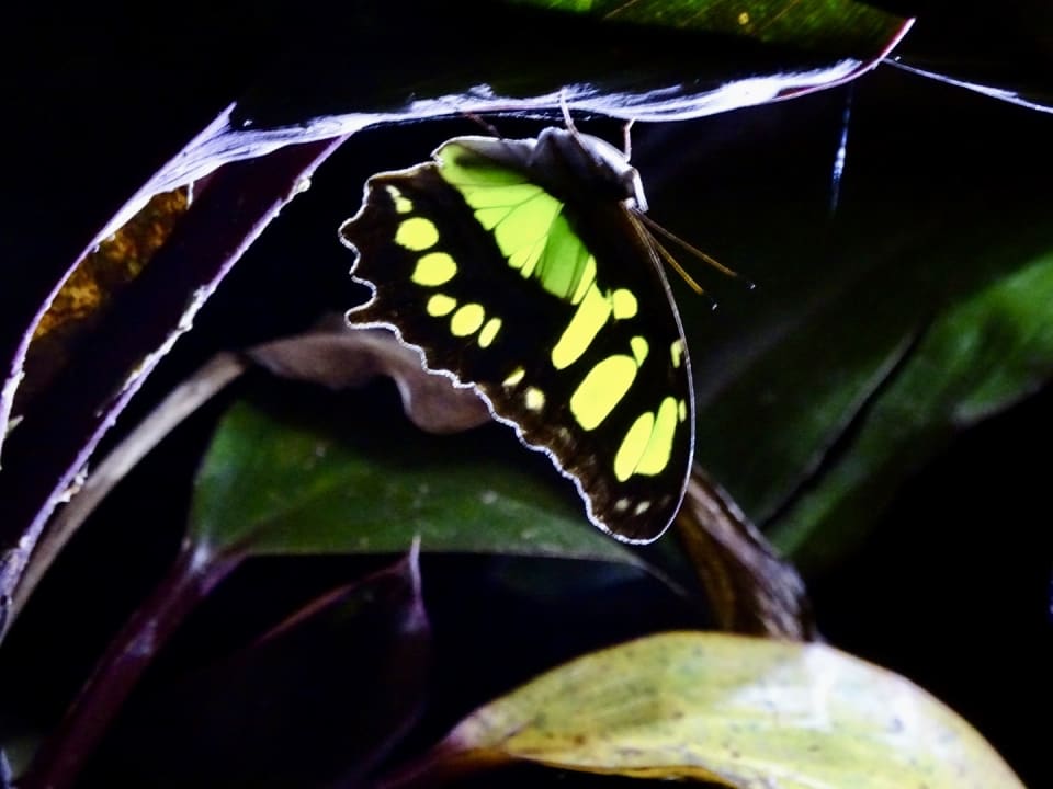 Gartenanlage Hotel Selva Negra