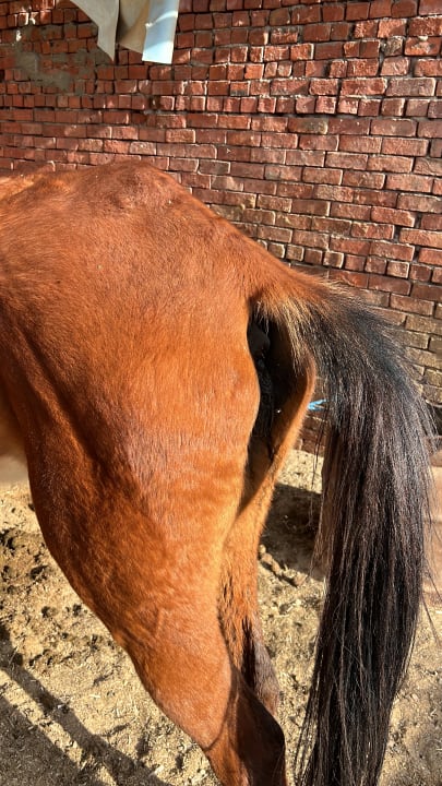 Sport & Freizeit Novotel Marsa Alam Beach Resort