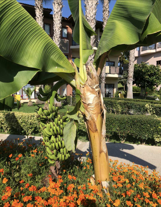 Gartenanlage Justiniano Park Conti