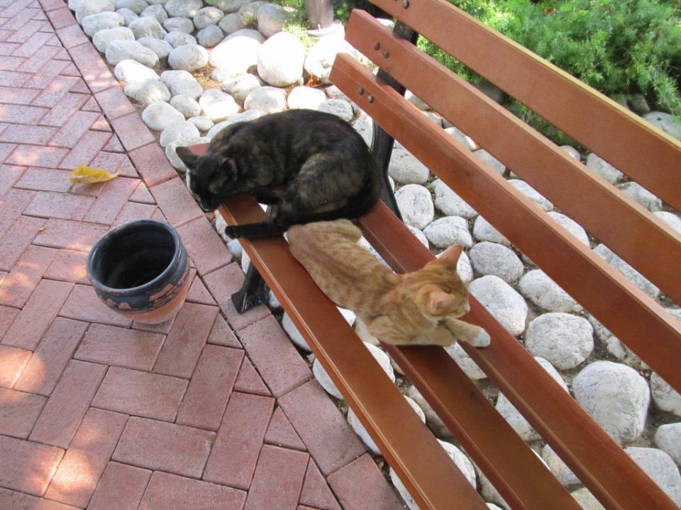 Постоянные и бесплатные жители Side Star Elegance