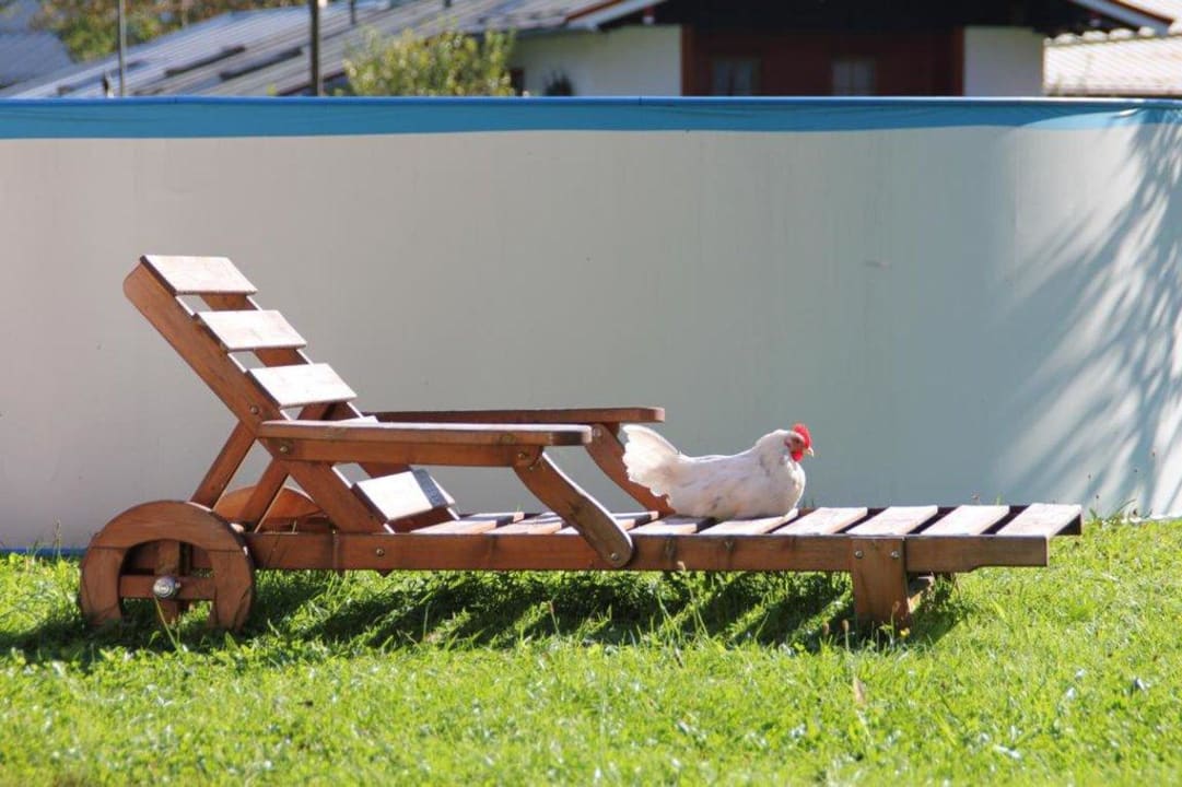 Tiere des Hauses Pension Mooserlehen