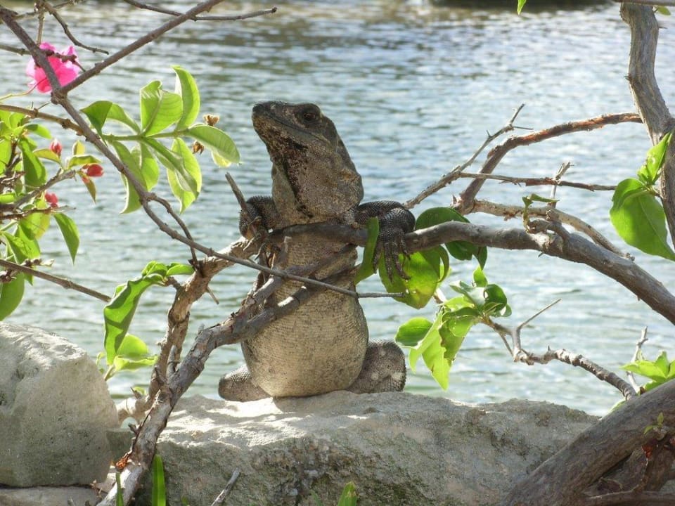 Relaxter Leguan Grand Palladium Select White Sand Resort & Spa
