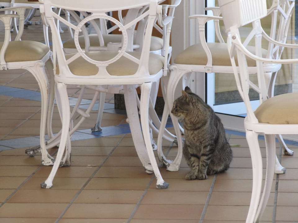 Katzen in der Poolbar Hotel Riu Paraiso Lanzarote