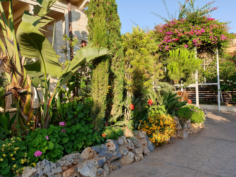 Gartenanlage Cactus Royal