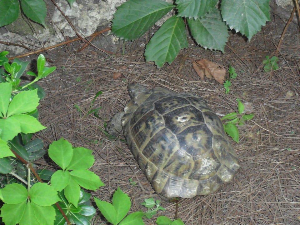 Gartenschildkröte Asteria Family Belek