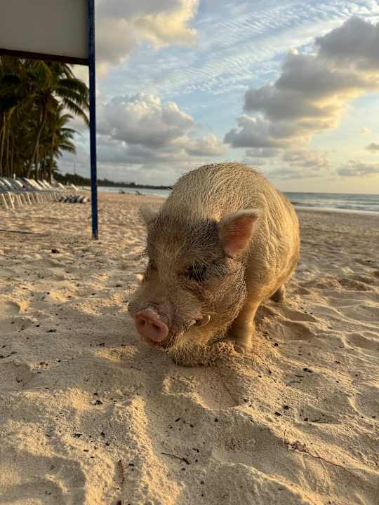 Strand Catalonia Royal Tulum Beach & Spa Resort - Adults only