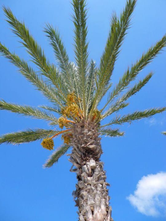 Riesige Palmen Houda Golf & Beach Club