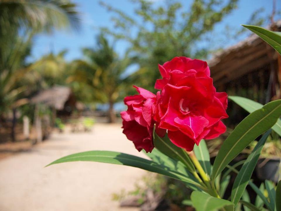 Garten Bananas Bananas Bungalows