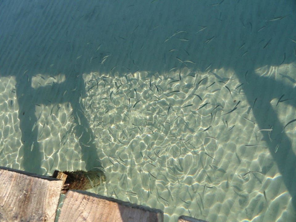 Kleine Fische Zafiro Bahia