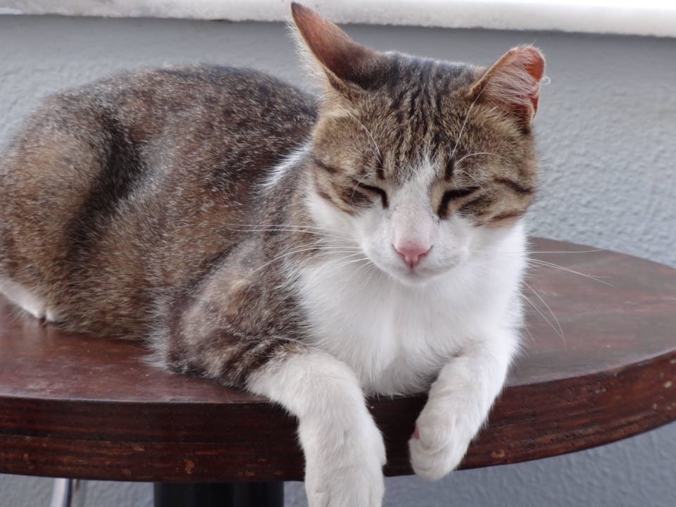 Hausbewohner Hotel Clara