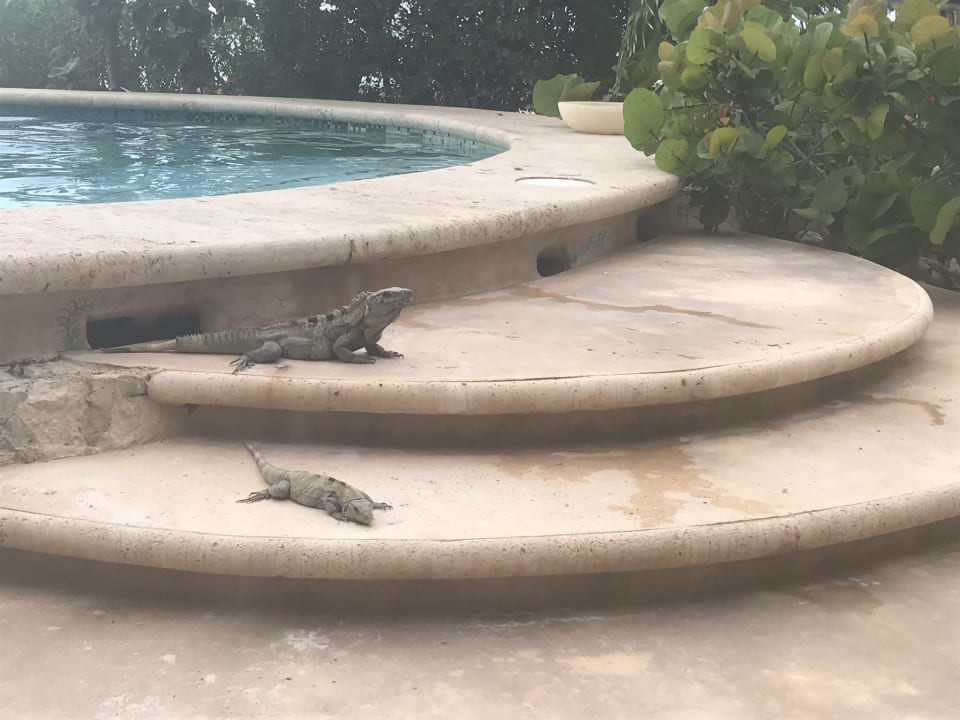 Pool Hotel Villas Flamingos