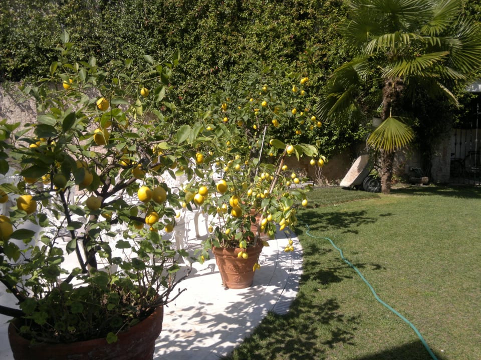 Piante di limoni all'ingresso Hotel Panoramic Plaza