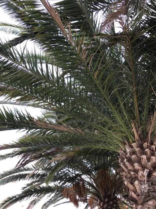 Gartenanlage Club Jandia Princess