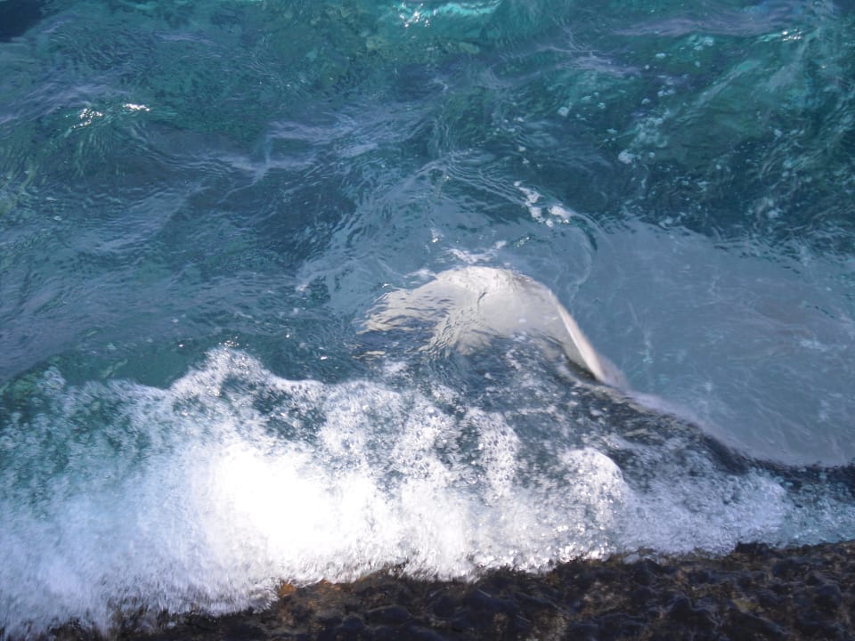 Rochenfütterung Summer Island Maldives