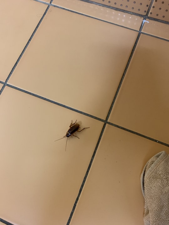 Zimmer SBH Hotel Taro Beach