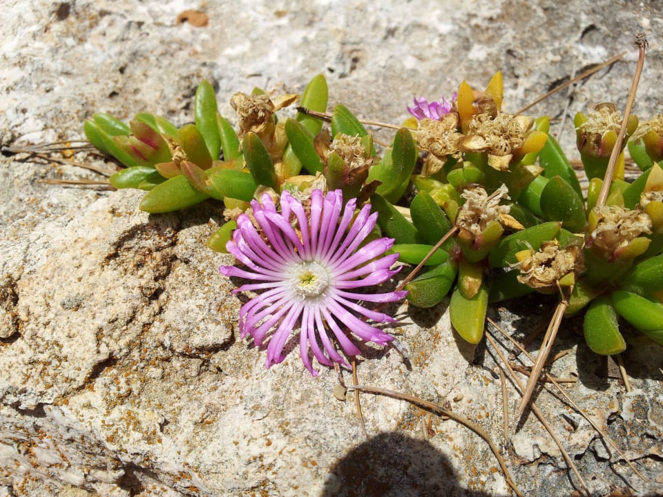 Einfach schön,nich war :-} JS Cape Colom - Adults only