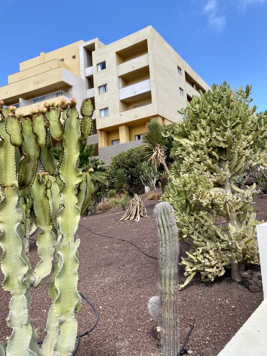 Gartenanlage Iberostar Waves Gaviotas Park