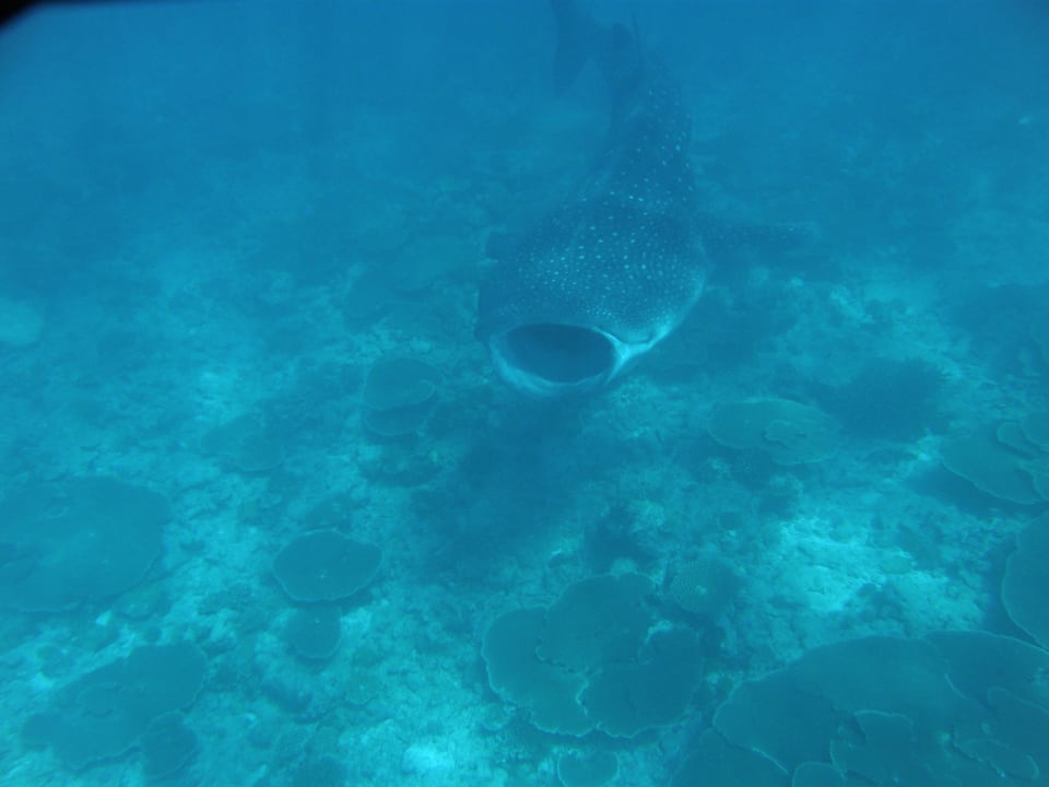 Walhai Mirihi Island Resort