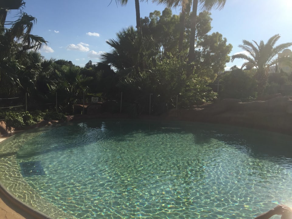 Pool neben Poolbar, sehr schön  Sentido Phenicia