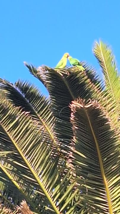 Gartenanlage Sentido Aequora Lanzarote Suite