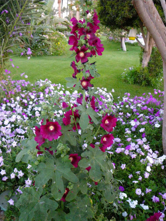 Kwiaty w ogrodach Brayka Bay Resort