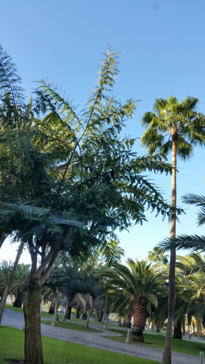 Gartenanlage Hotel Riu Gran Canaria