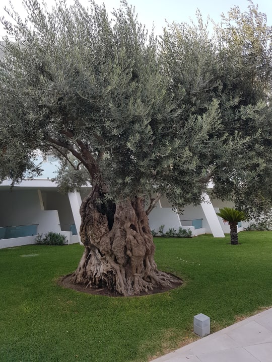 Außenansicht Iberostar Waves Playa de Muro