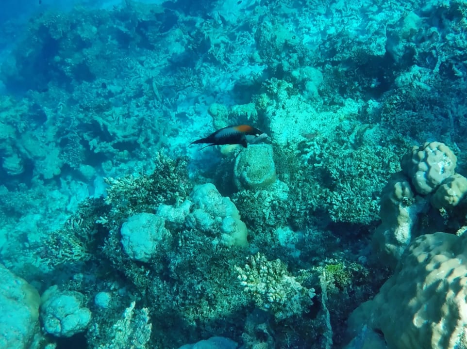 Stülpmaul - Lippfisch NH Collection Maldives Havodda Resort