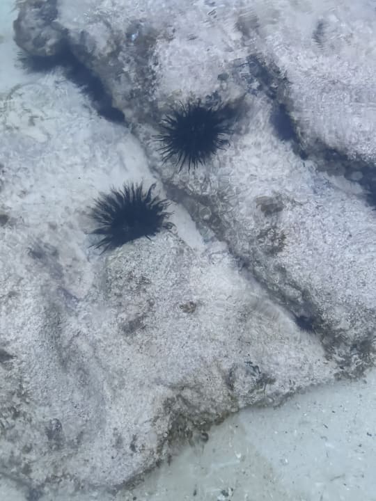 Sonstiges Le Meridien Ile Maurice