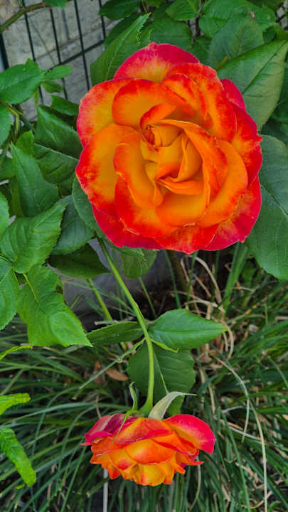 Gartenanlage Space Hotel im Campus der JvP Schule
