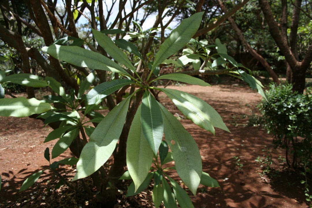 Ogród Hotel Amboseli Sopa Lodge