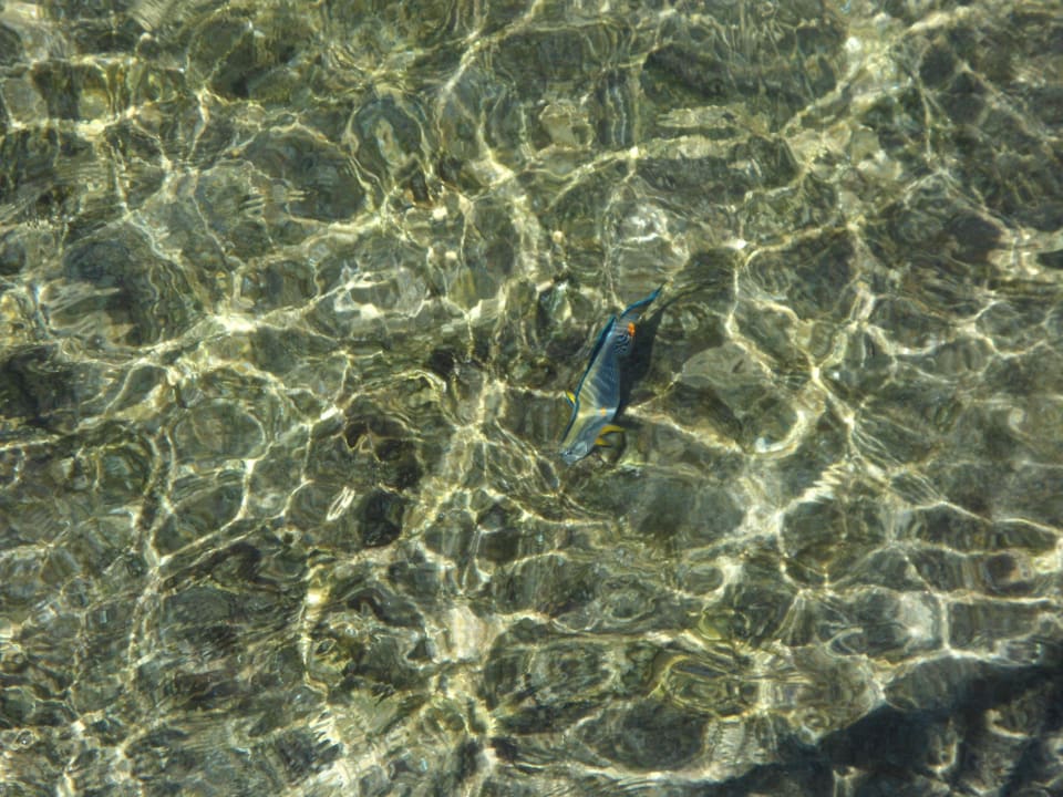 Fische von oben The Grand Hotel Sharm El Sheikh