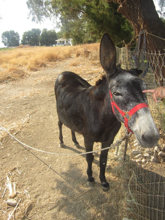 Gepflegter Hotelesel in tierfreundlichem Hotel TUI KIDS CLUB Alex Beach