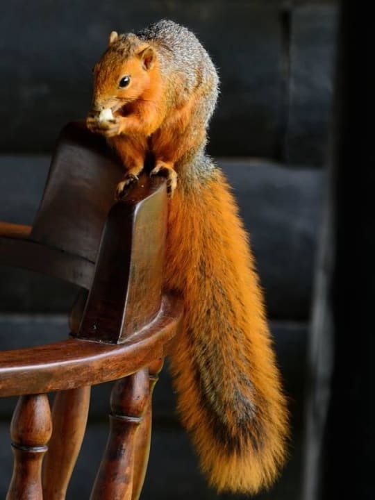 Eichhörnchen Shimba Hills Lodge