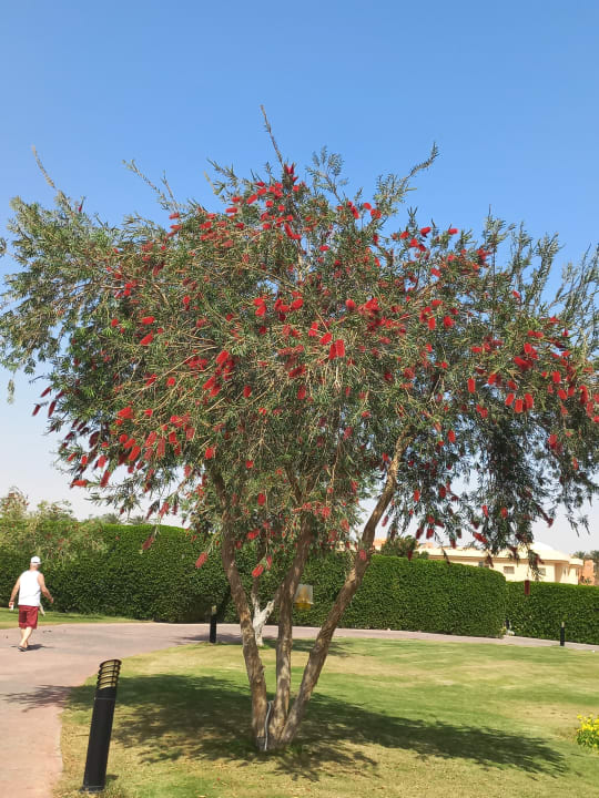 Gartenanlage Cleopatra Luxury Resort Makadi Bay