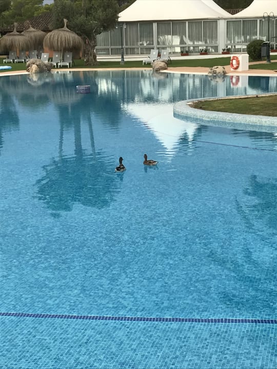 Pool Playa Esperanza Resort
