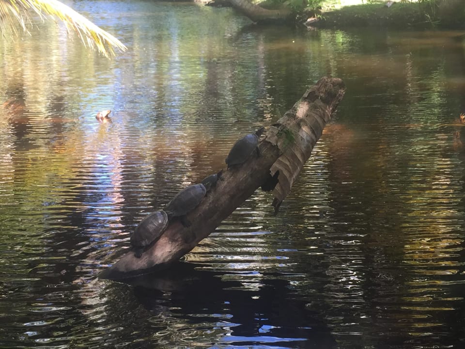 Schildkröten in der Anlage Wyndham Alltra Samana