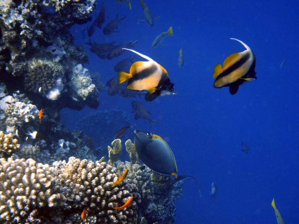 Strand Steigenberger Coraya Beach - Adults only