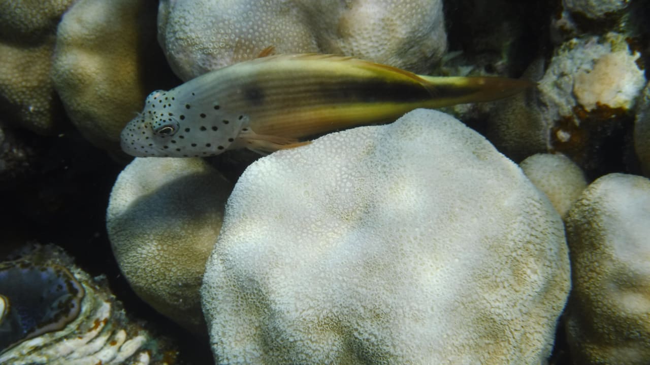 Sport & Freizeit Malikia Resort Abu Dabbab